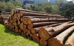 黃埔海關(guān)5.2億元走私進口木材案引業(yè)內(nèi)廣泛關(guān)注！